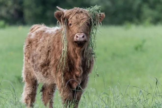 Fluffy cow with weeds on its head. Photo courtesy of iStock / stefbennett