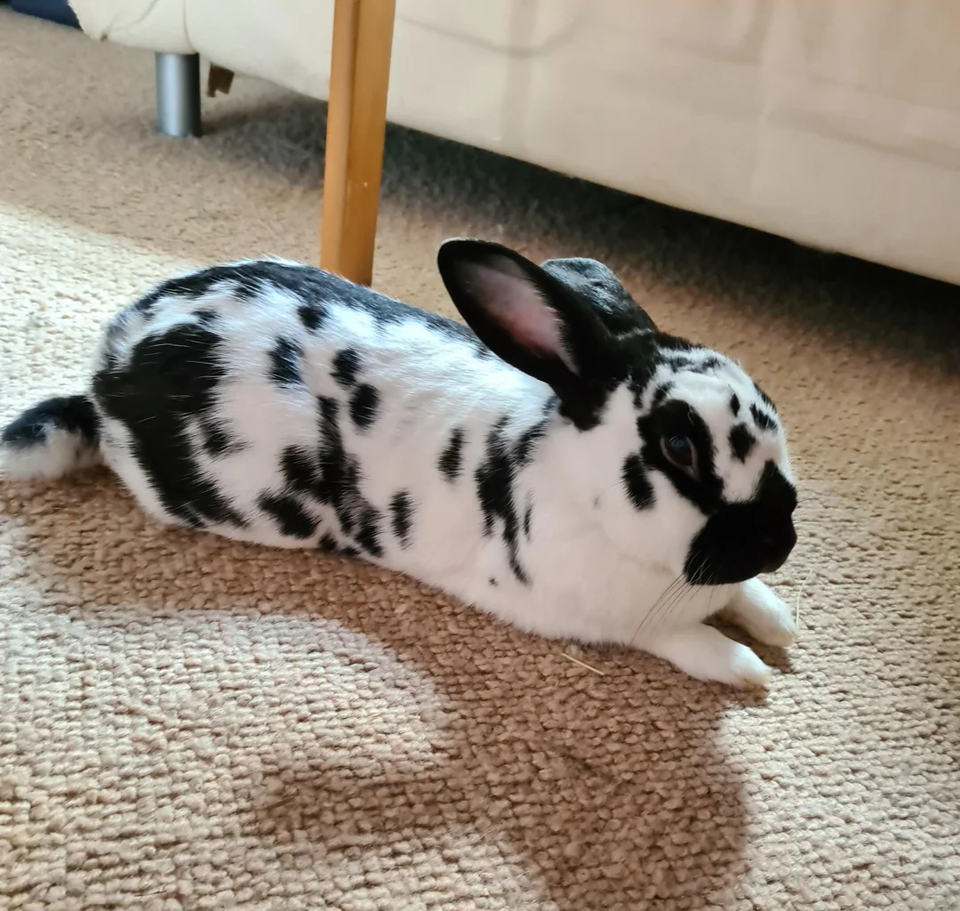 Black and white spotted rabbit (in celebration of Easter, since it has similar color to a cow)