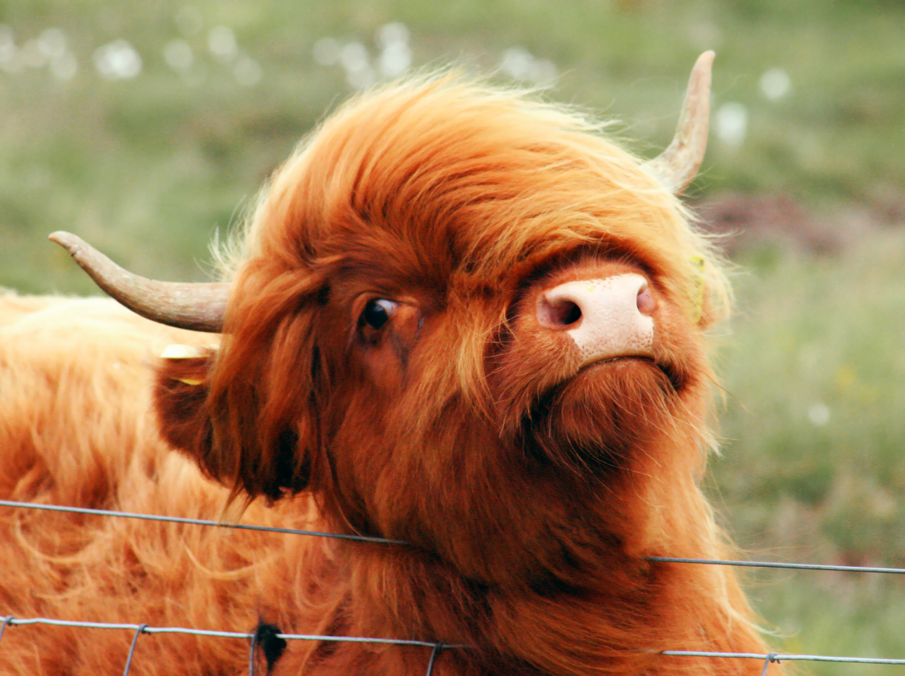 Image of possibly a highland cow with hair draped fashionably across the left side of its face.