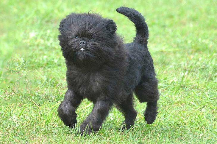 Photo of the Affenpinscher puppy. All black, furry, smushed face with lower buck-teeth.