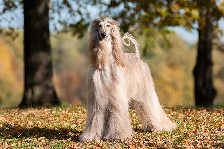 Photo of the Afghan Hound dog. Tall, slender, all white with long, straight fur.