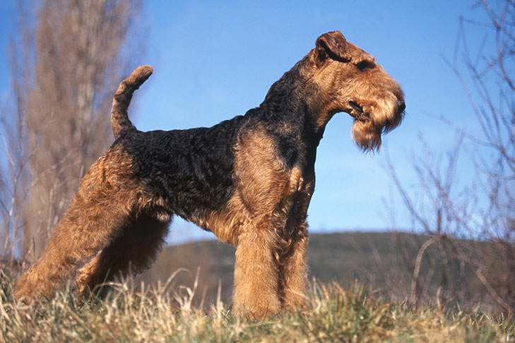 Photo of the Airedale Terrier. Black and golden short-haired dog with a rectangular face and droopy ears.