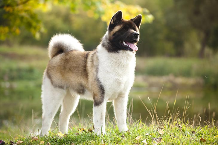 Photo of the Akita dog. White and golden brown short-haired dog with a dark brown face. Ears are standing up and the fluffy while tail is folded upwards.