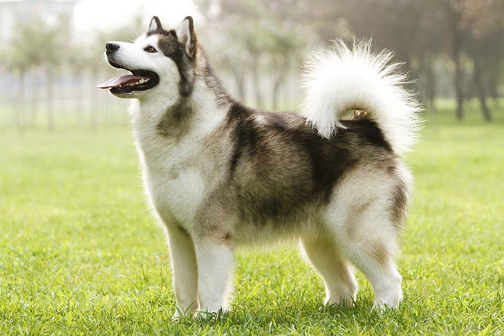 Photo of the Alaskan Malamute. Fluffy white dog with black fur covering its back and ears. The Alaskan Malamute dogs are known for their almond-shaped eyes.