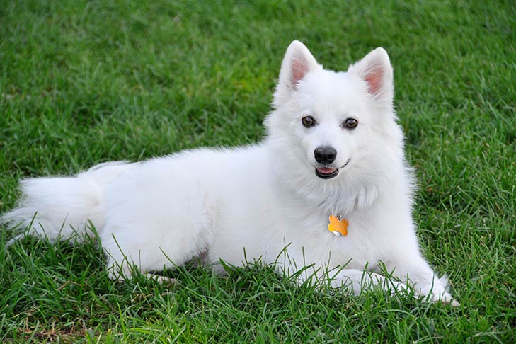 Photo of the American Eskimo Dog laying down. Pure fluffy white-haired dog with black eyes, and ears are standing at attention. 