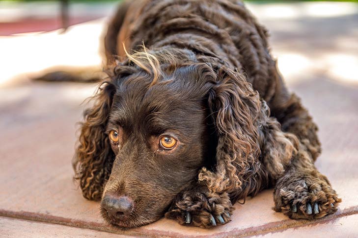 Photo of the American Water Spaniel. A brown and curly haired dog laying down on its paws. Its eyes are golden brown and yellow.