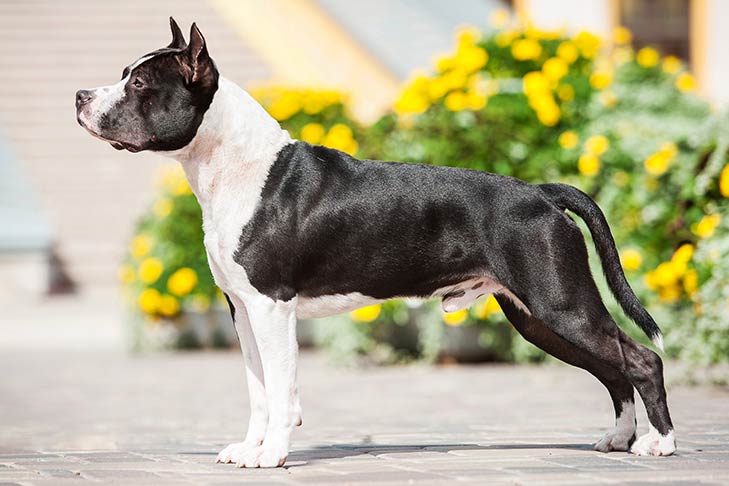 Photo of the American Staffordshire Terrier. A muscled looking short-haired black dog with white around its neck, front legs, and a strip of white down its nose.