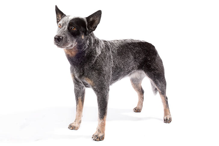 Photo of the Australian Cattle Dog. A short-haired dog with a blend of gray and black hair, tan colored paws, black circle around its left eye, and pointy ears standing up.