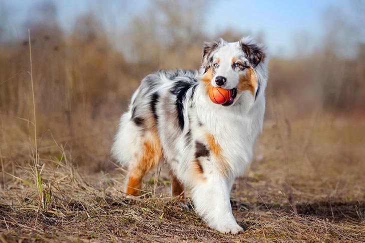 Photo of the Australian Shepherd. This is a beautiful white long-haired dog with strips of gold, black, and gray fur along its body. The eyes are a bright blue.