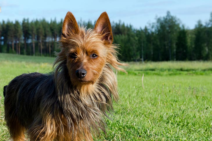 Photo of the Australian Terrier. This is a small dog with tall and pointy ears. Its fur is long, except for around its face, making the mane look similar to a lion (or an Amish man with a thick beard).