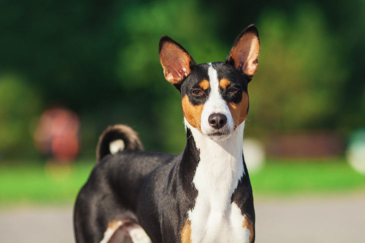 Photo of the Basenji dog. This is a small dog with tall and pointy ears. Its fur is very short, with a white muzzle, neck and underbelly, and black fur on the top of the body and legs. Tan colored fur covers its face with the except of the white streak traveling up its nose and black circles around its eyes.