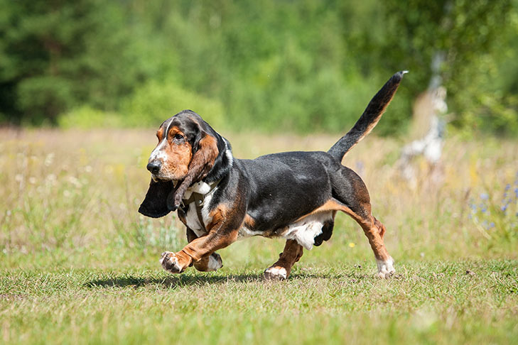 Photo of the Basset Hound. This is a short, long dog with extremely long, droopy ears. Its fur is short, with a tan muzzle and legs, black colored body, and long, straight tail.