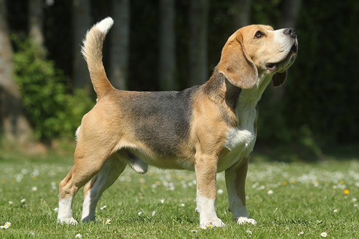 Photo of the Beagle. A tan colored dog with a big of black fur on the top and floppy ears. Its tail is somewhat short with white fur at the end, as well as white fur on the paws and underside of the neck.
