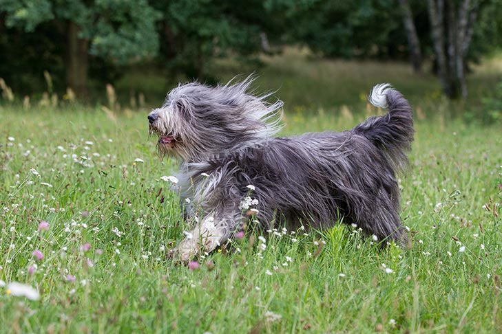 Photo of the Bearded Collie. It's fur is extremely long with a coloring of mostly gray and a bit of white along the head and tip of the tail. This photo is of a Bearded Collie running through a field.