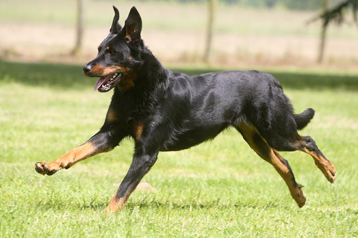 Photo of the Beauceron; with black fur along its body and brown fur around the paws and mouth. Its face is slightly long and ears are currently standing up while it's running through the grass.