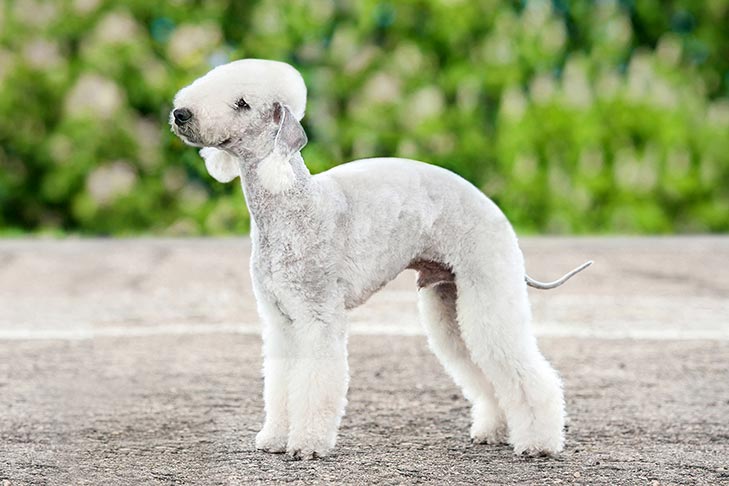 Photo of the Bedlington Terrier, it looks extremely similar to a lamb that has been shaved down for the summer. Its fur is all white and its tail is incredibly skinny and somewhat long.