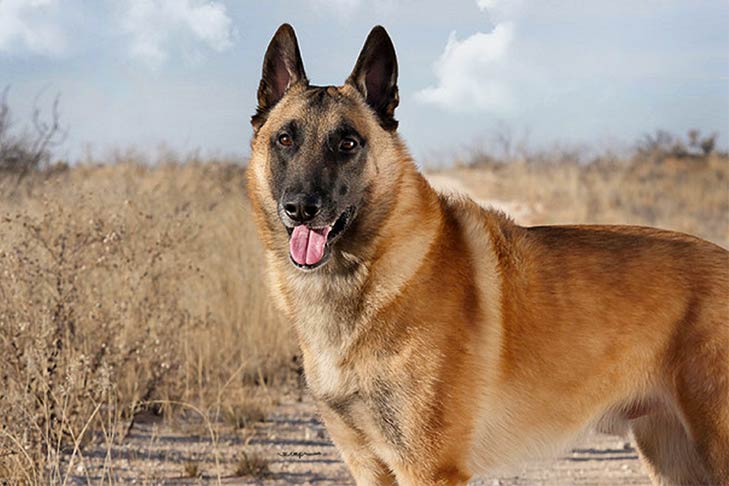 Photo of the Belgian Malinois; a golden tan dog with dark colored muzzle and pointy ears.