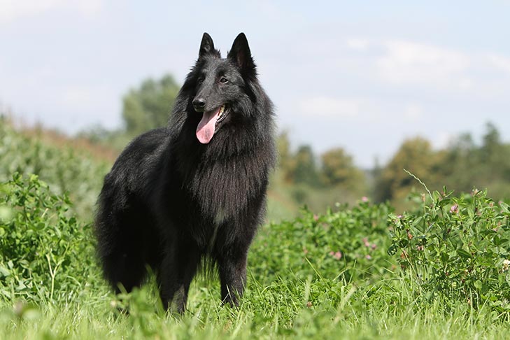 Photo of the Belgian Sheepdog; a fully black, long haired dog that could possibly be mistaken as a wolf with its long snout and pointy ears.
